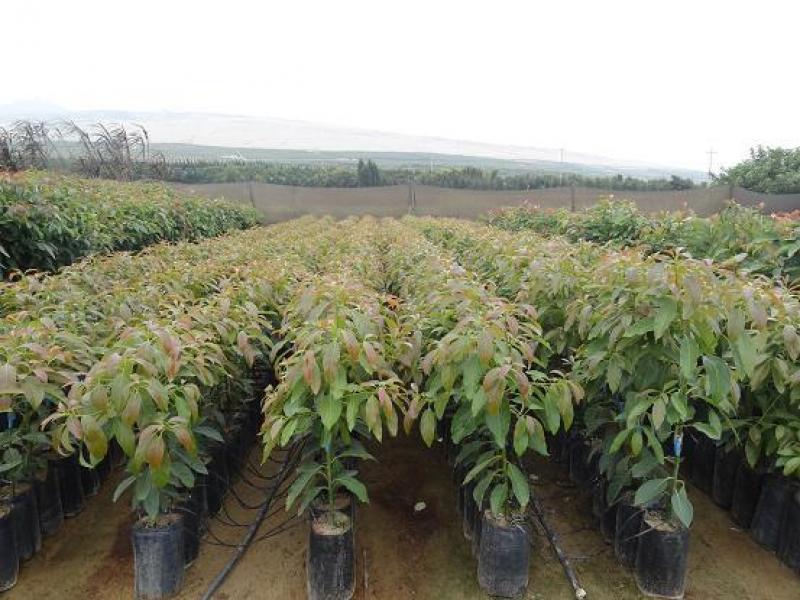 PERÚ PRODUCE SU PROPIO MATERIAL GENÉTICO EN PALTAS