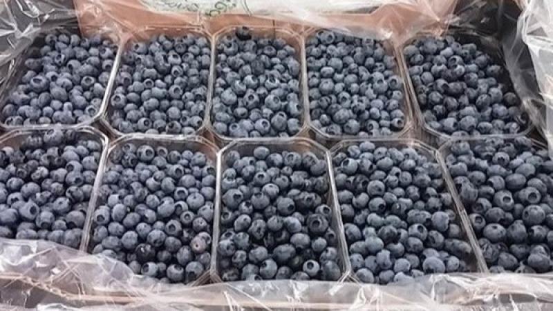 Perú proyecta una larga sombra sobre los arándanos del hemisferio sur