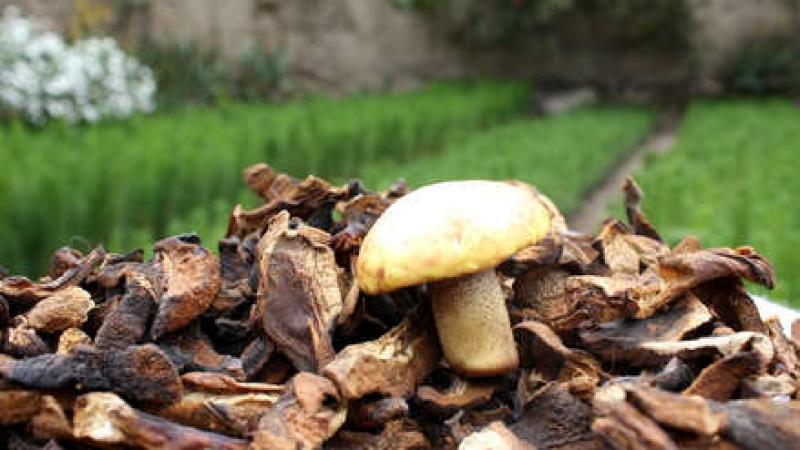 Perú puede producir hasta 27 mil toneladas de hongos deshidratados, sin embargo solo aprovecha el 0.37%