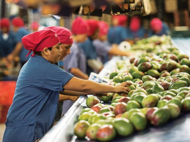 Perú recibió tres notificaciones sanitarias en la última campaña exportadora de mango