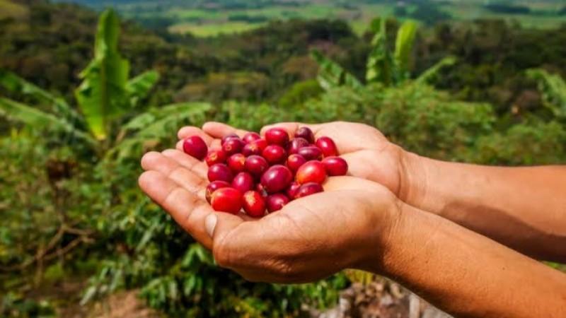 Perú se consolida como el quinto productor de cafés suaves a nivel global
