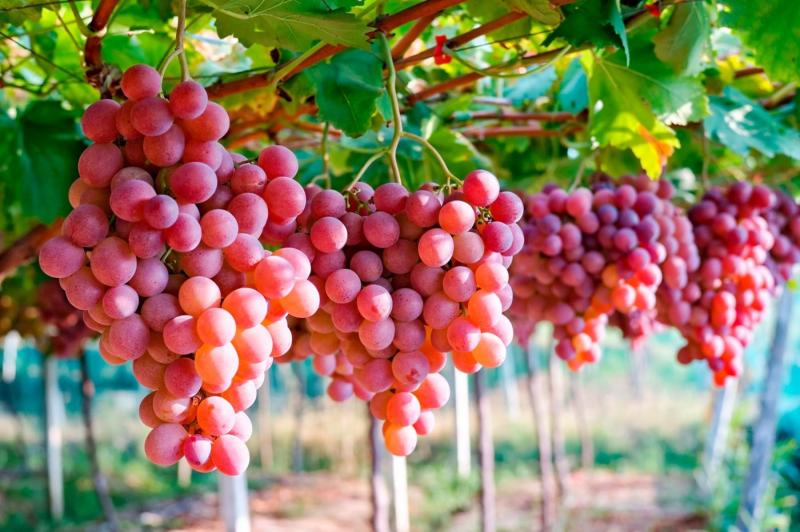 Perú se posicionó como tercer exportador mundial de uva fresca en 2018