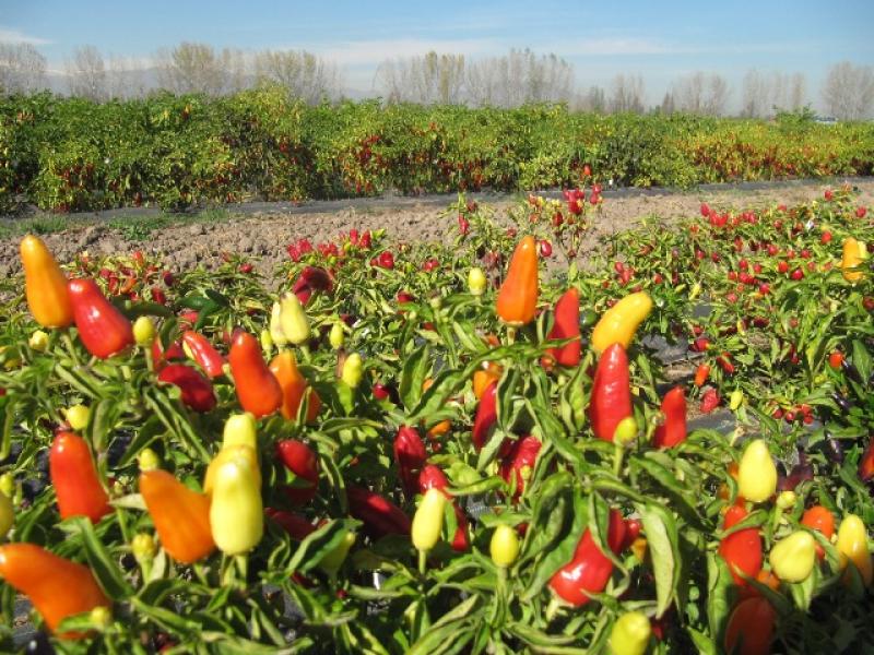 PERÚ SERÁ SEDE DE LA CONFERENCIA INTERNACIONAL DE PEPPERS 2016