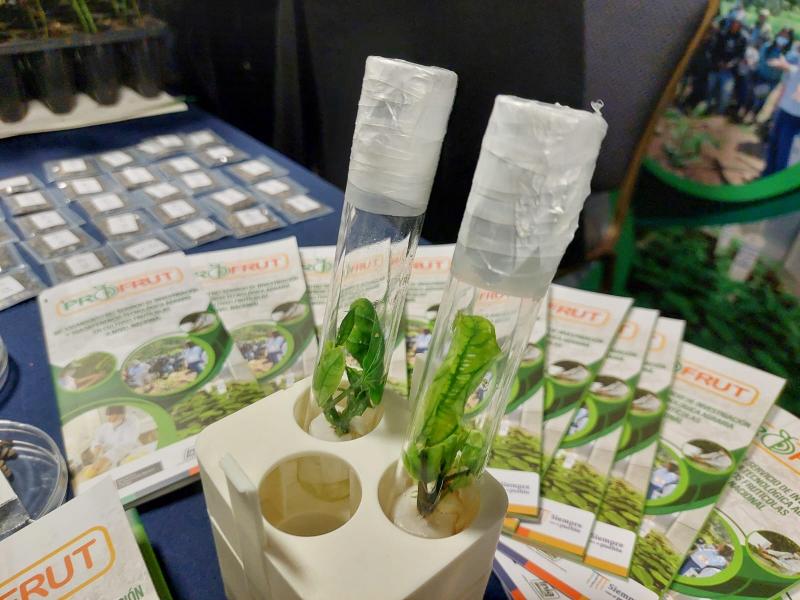 Perú tendrá pronto una semilla 'élite' de maracuyá