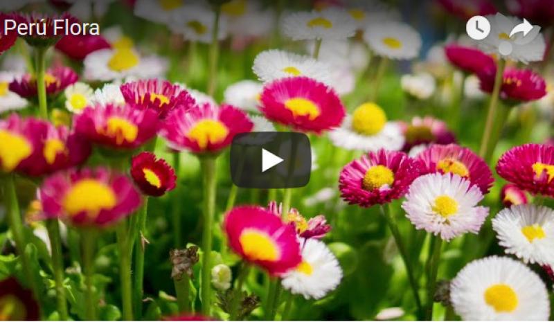 Perú tiene un potencial enorme en la floricultura