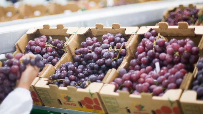 Perú: Uvas frescas concentraron el 2.7% del total exportado en el primer trimestre