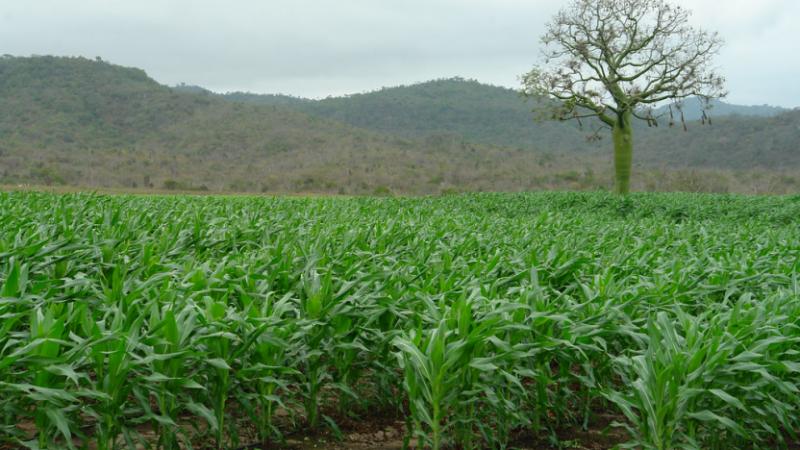 Pesticidas tóxicos desde la Unión Europea se exportan a Ecuador, Brasil y otros países