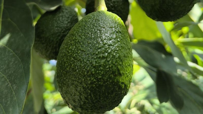 Piura: arranca la cosecha de palta en Camposol