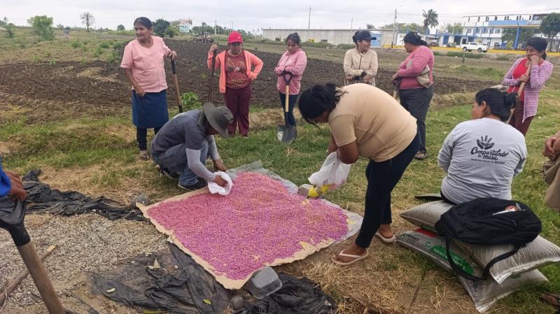 Piura: Productoras de Sechura impulsan la siembra de frijol Caupí con asistencia técnica