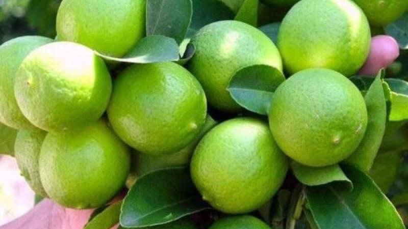 Piura produjo 203.814 hectáreas de limón sutil en 2025