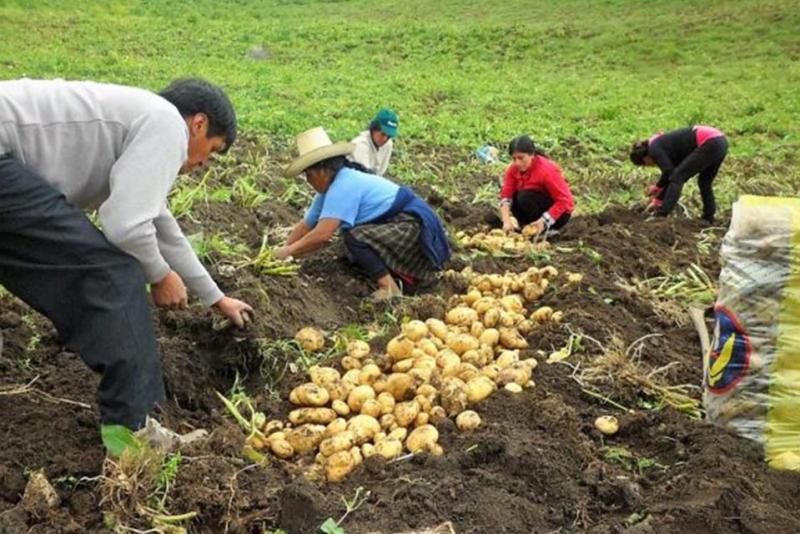 Piura siembra papa con semilla botánica para no depender del sur peruano