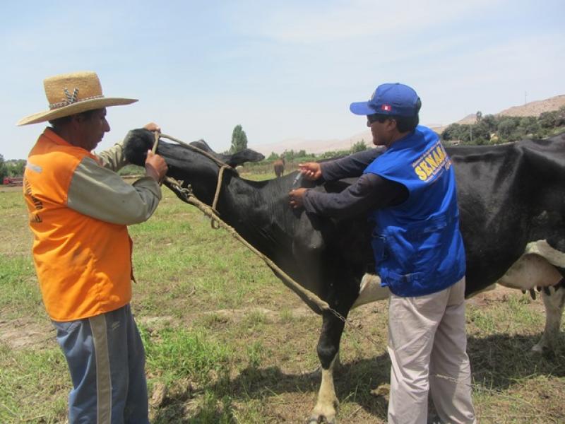 PIURA: VACUNARÁN A CERCA DE 500 ANIMALES EN ZONA AFECTADA POR CASOS HUMANOS DE ÁNTRAX