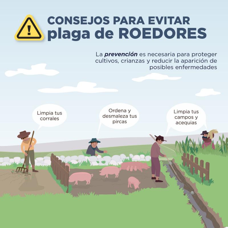 Plagas en los cultivos y crianzas podrían presentarse tras las lluvias