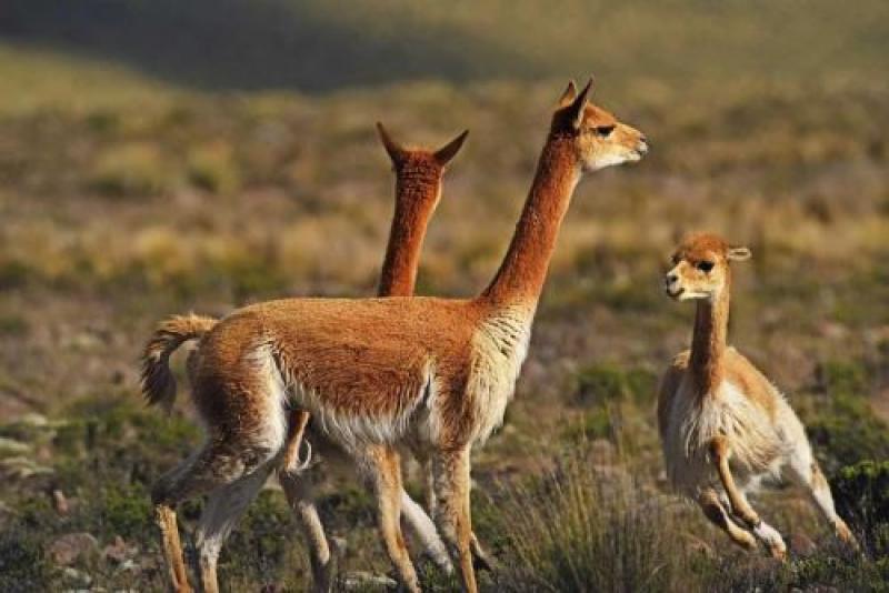 Población de vicuña  creció 1.000% en Reserva Nacional Pampa Galeras en los últimos 51 años