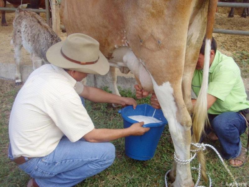 Polémica por proyecto del Congreso sobre la leche