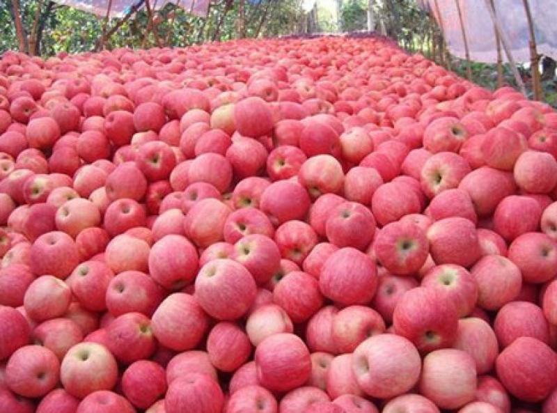 Por primera vez Perú importa de China 20 toneladas de manzanas