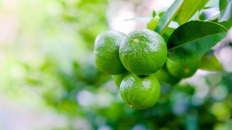 Posibles aranceles a México abren oportunidad a otros productores latinoamericanos de limas en Estados Unidos