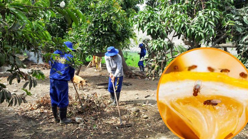 Prácticas agrícolas sostenibles ayudan a evitar la aparición de plagas por cambio climático