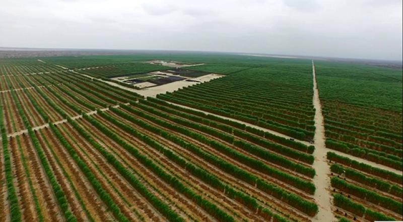 Precio de hectárea agrícola en Olmos casi triplicó su valor en cinco años