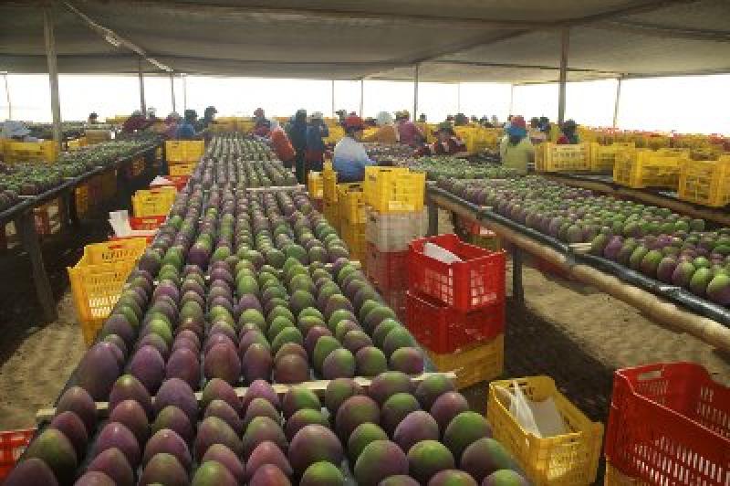 PRECIO DE MANGO EN ESTADOS UNIDOS CAYÓ 50% ESTE MES