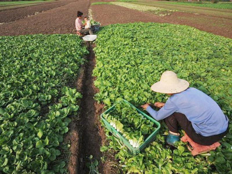 PRECIO DE TIERRAS AGRÍCOLAS AUMENTARÍA ENTRE 10% Y 15% POR AÑO HASTA 2018 