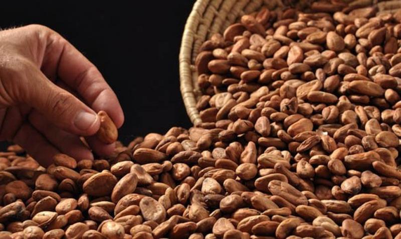 Precio del cacao cae 33.3% en mercados internacionales