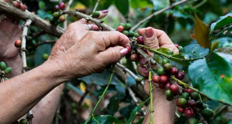 Precio del café sigue rompiendo récords