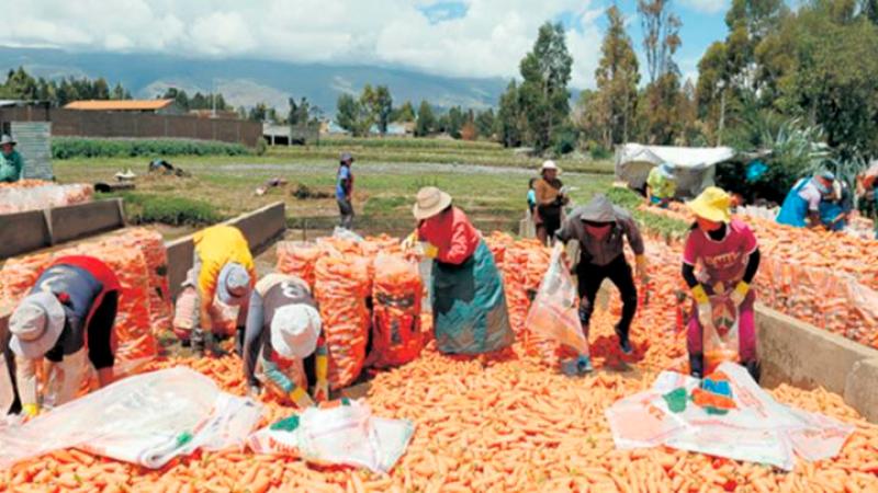 Precio del kilo de zanahoria en el campo también se desploma