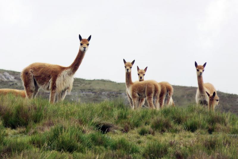 Preparan metodología para los censos de vicuñas y guanaco