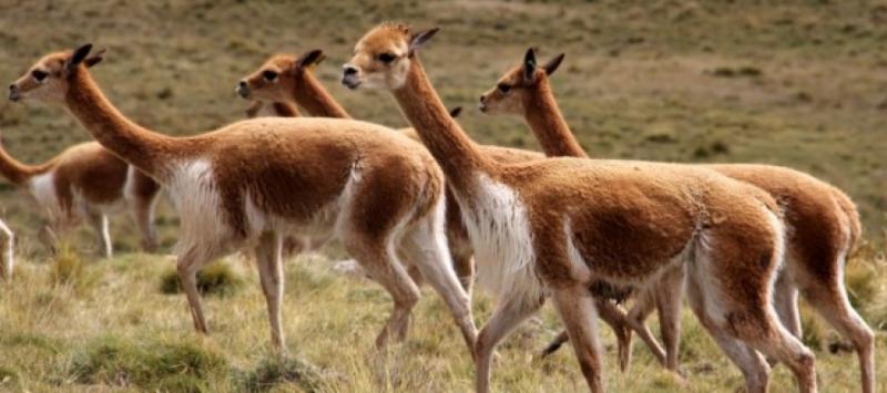 Presentan propuesta integral para manejo sostenible de vicuñas en Puno