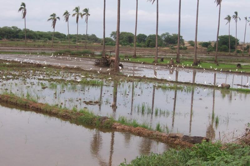 PROBABILIDADES DE TENER FENÓMENO EL NIÑO EXTRAORDINARIO ES DE SOLO 5%