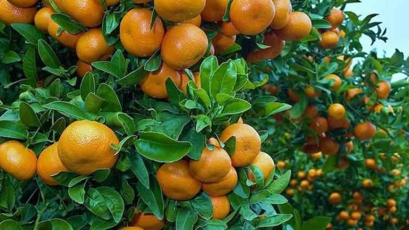 ProCitrus: Perú no registra nuevas plantaciones de mandarinas desde el 2020 