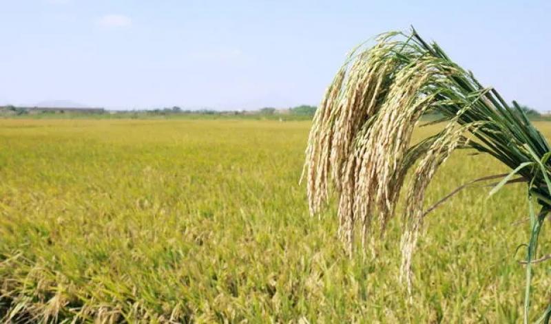 Producción de arroz creció más de 11% en el primer cuatrimestre de 2023