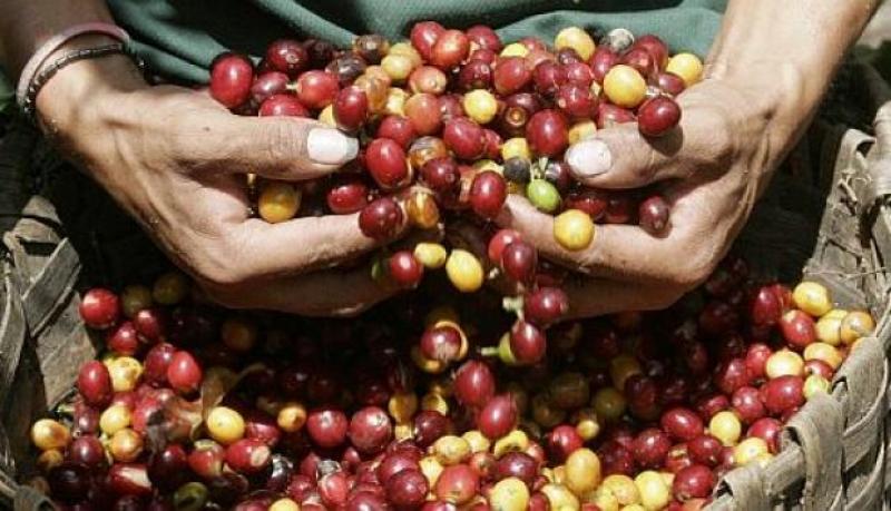 Producción de café alcanzó los 6.300.000 quintales en el presente año