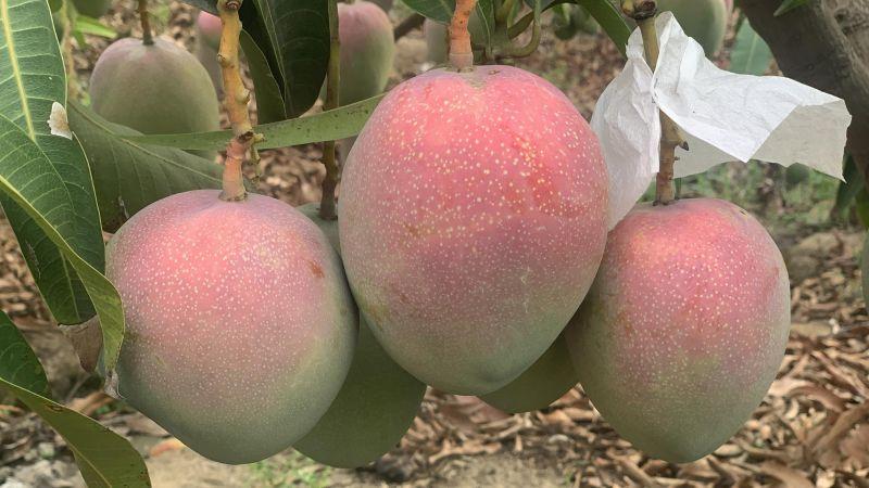 Producción de mango de Perú aumentó 532.2% en enero de 2025
