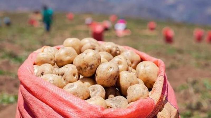 Producción de papa de Perú cayó 19.6% en julio de 2026