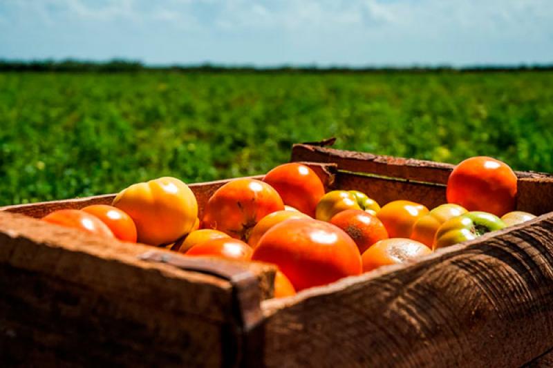 Producción nacional agropecuaria creció un 4.92% en el primer trimestre del año
