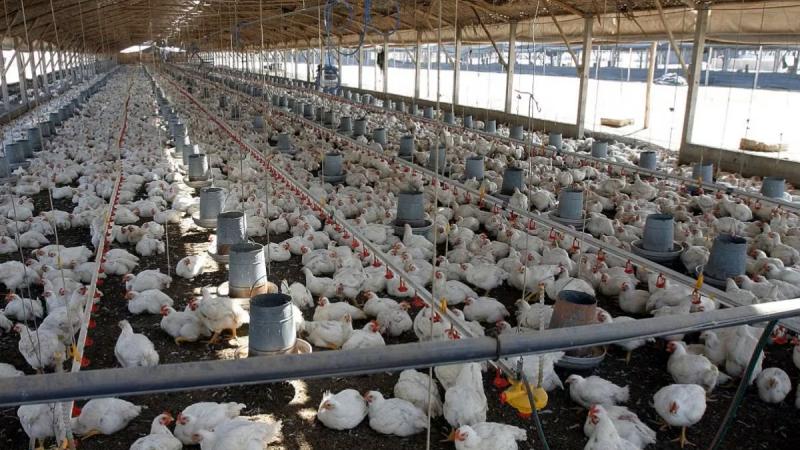 Producción nacional de ave creció 1.4% en julio de este año