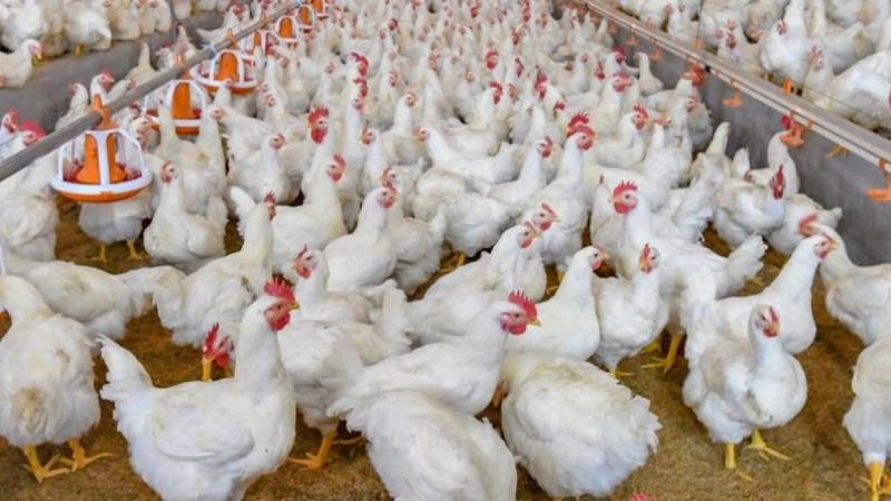 Producción nacional de ave creció 2.4% en diciembre de 2025