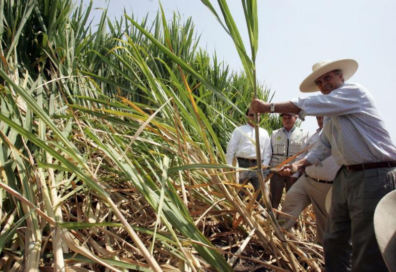 Producción nacional de azúcar alcanzó 1.099.000 toneladas en 2021, registrando una caída de -8.2%
