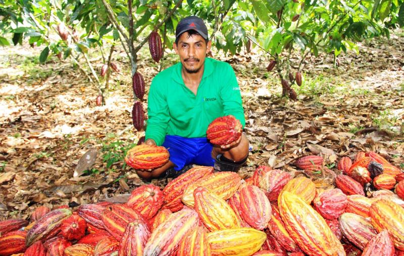 Producción nacional de cacao habría alcanzado alrededor de 90 mil toneladas el 2016