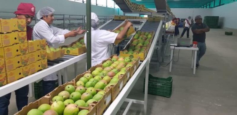 Producción peruana de mango caería 40% en la campaña 2018/2019