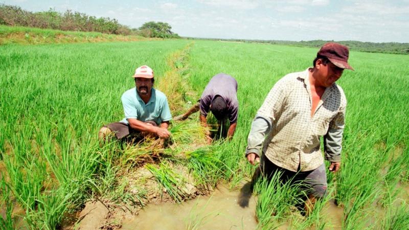 Productores agrarios de Piura anuncian movilización para el 20 de abril por caída de precios del arroz, maíz, algodón y menestras