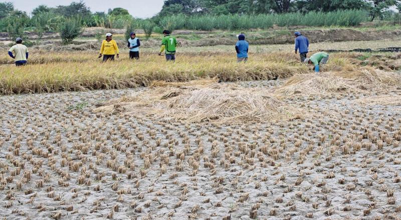 Productores de arroz de Piura perderían S/ 25 millones