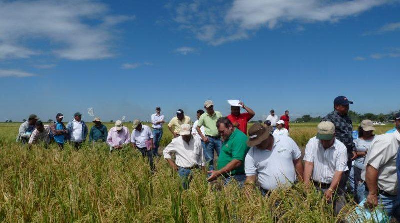 Productores de arroz inician hoy paro nacional indefinido
