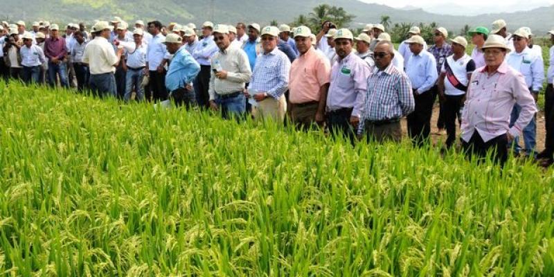Productores de arroz realizarían paro nacional indefinido en marzo