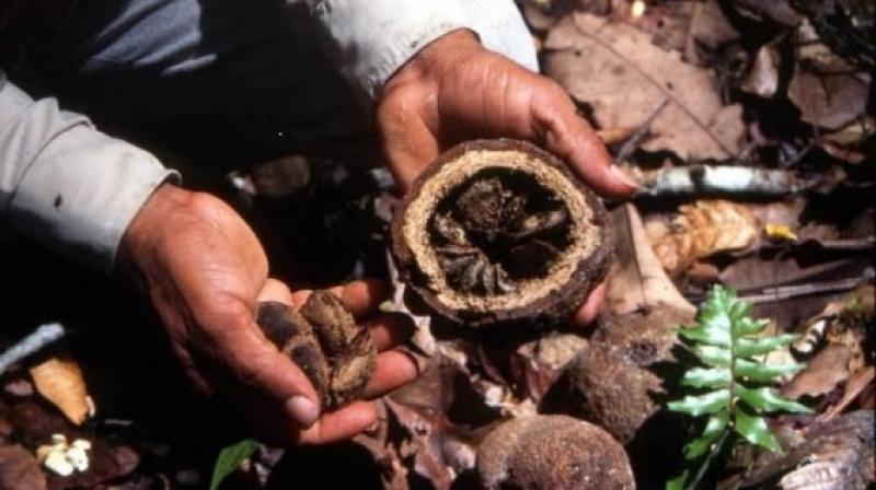 Productores de Madre de Dios realizan primer envío de 1.000 kilos de castaña a Europa