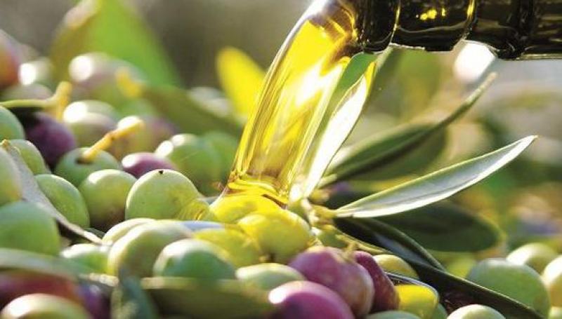 Productores de olivo en Perú alistan récord de envíos de aceite de oliva ante escasez de girasol