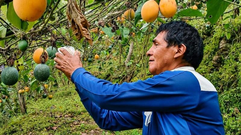 Productores de Puno concretan primera venta de granadilla "ready to eat" para el mercado alemán