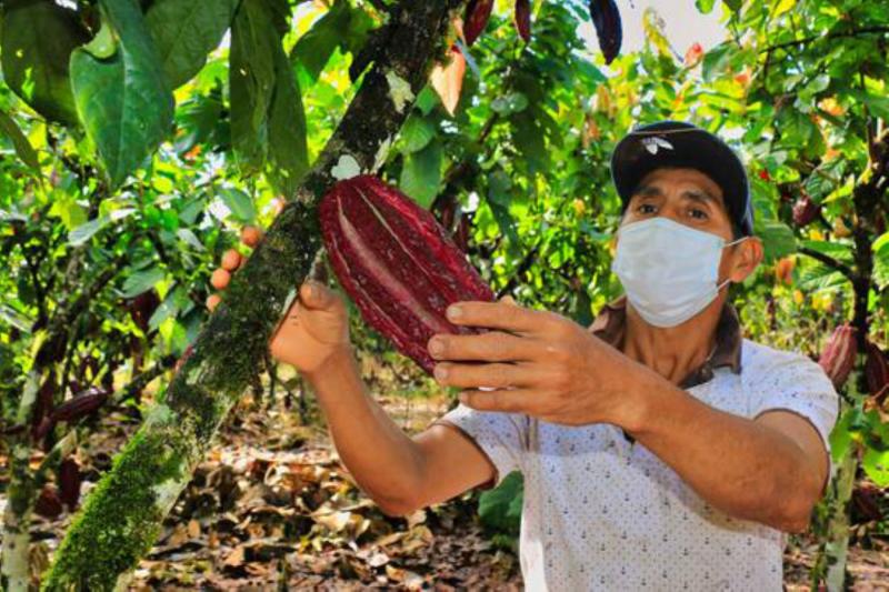 Productores del Alto Huallaga proyectan vender más de 1.632 toneladas de cacao